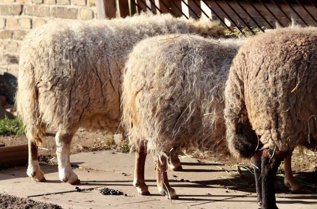 Comment maigrir des fesses