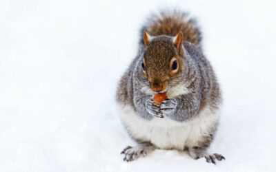Les bienfaits du froid sur le corps