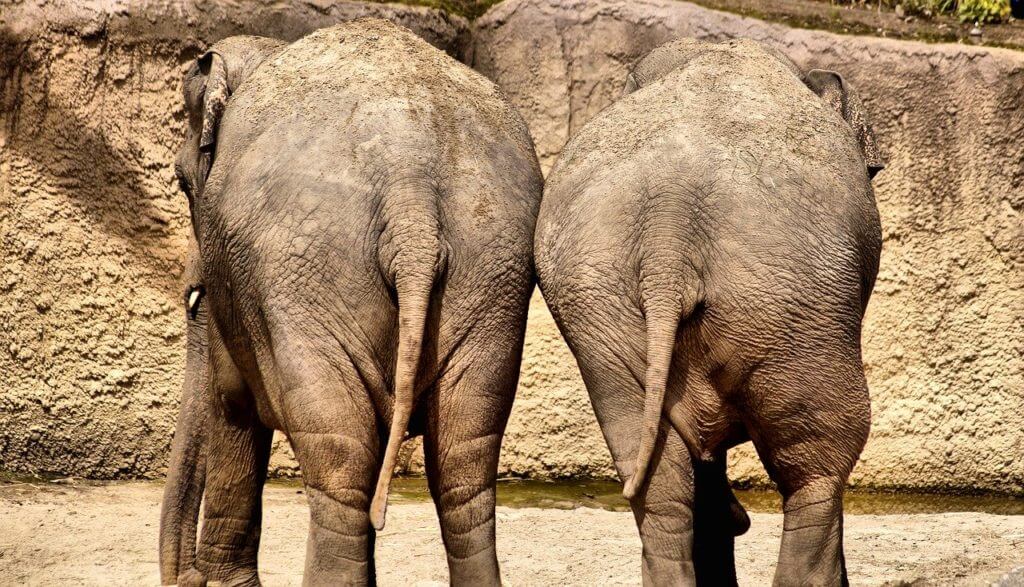 Mincir-des-fesses-1024×587 maigrir des fesses